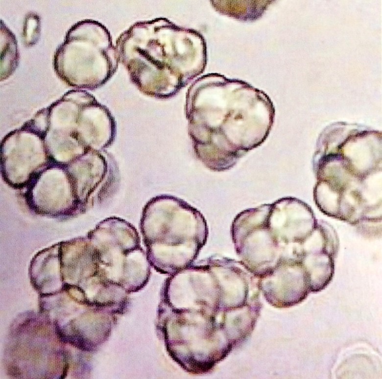 N Family Catalyst--PP Catalyst